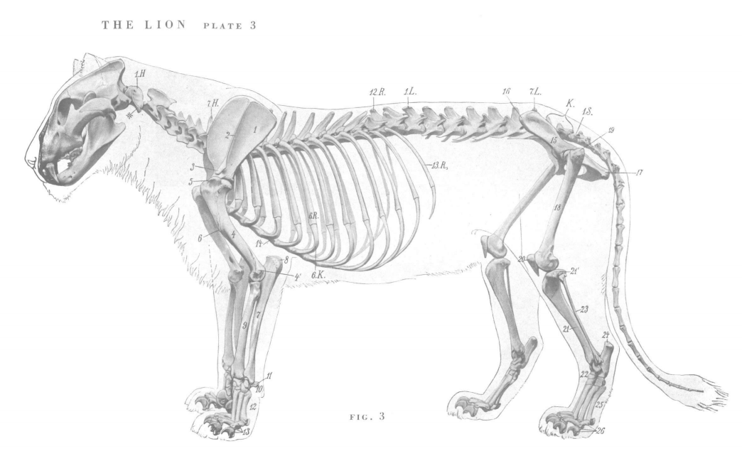 Нисходящий лев. Скелет кота анатомия. Анатомический скелет кошки. Скелет Льва. Анатомия диких животных.
